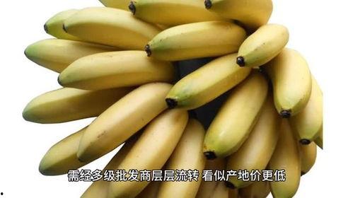 大香蕉之国产,大香蕉之国的繁荣与传奇